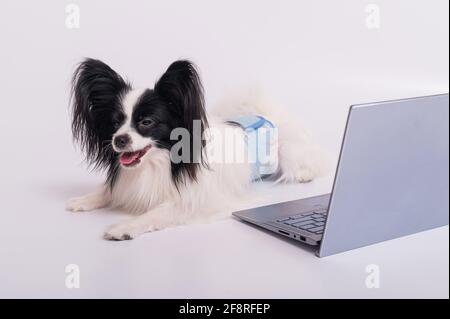 La razza Smart Dog papillon lavora su un computer portatile su sfondo bianco. Continental Spaniel utilizza un computer wireless. Foto Stock