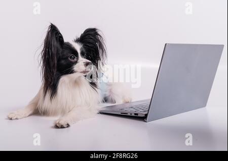 La razza Smart Dog papillon lavora su un computer portatile su sfondo bianco. Continental Spaniel utilizza un computer wireless. Foto Stock