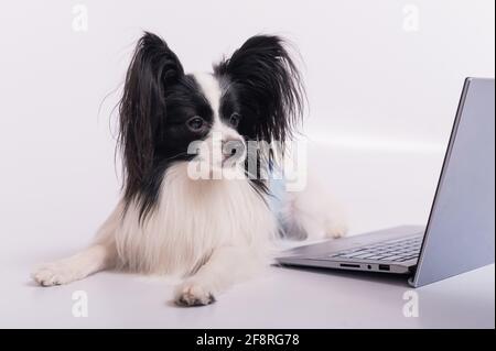 La razza Smart Dog papillon lavora su un computer portatile su sfondo bianco. Continental Spaniel utilizza un computer wireless. Foto Stock