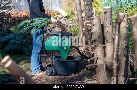 Un lavoratore sta distruggendo i rami di una siepe Thuja in un trituratore elettrico. Foto Stock