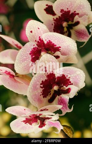 Falaenopsi orchidea con goccioline. Foto Stock