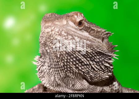 Central Bearded Dragon (Pogona vitticeps), ritratto, vista frontale Foto Stock