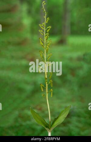 Twayblade comune, twayblade foglia d'uovo (Neottia ovata, Listera ovata), fioritura, Germania, Baviera Foto Stock