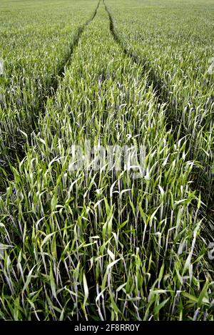 Monotono, campo di grano squirted con i ruds, Austria Foto Stock