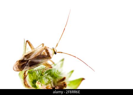 Erba medica bug, Alfalfa Plant bug (Adelphocoris lineolatus), siede su un fiore appassito, tagliata, Austria Foto Stock