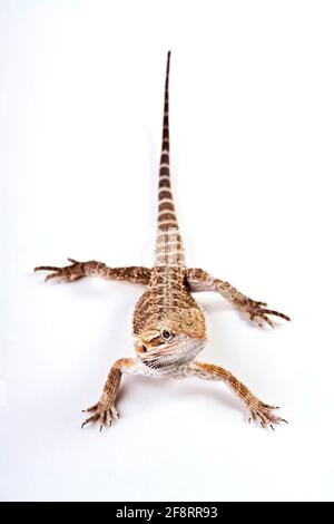 Drago centrale (Pogona vitticeps), vista frontale, ritaglio Foto Stock