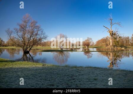 Inondazioni nella pianura alluvionale Urdenbacher Kaempe, riserva naturale, Germania, Renania settentrionale-Vestfalia, basso Reno Foto Stock