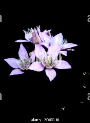 German Gentian, Chiltern Gentian (Gentiana germanica, Gentianella germanica), genziana in fiore davanti a fondo nero, Austria Foto Stock