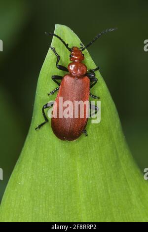 Il Cardinale Beetle, il Cardinale Beetles, Beetle a testa rossa (Pirochroa serraticornis), siede su una foglia, Austria Foto Stock