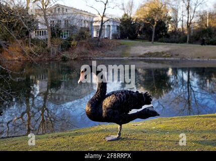 Cigno nero (Cygnus atratus), in piedi sulla riva del lago nel giardino di corte a Ratinger Tor , Germania, Nord Reno-Westfalia, basso Reno, Dusseldorf Foto Stock