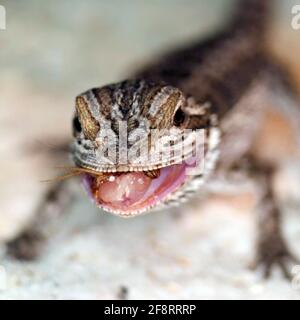 Central Bearded Dragon (Pogona vitticeps), giovanile, ritratto Foto Stock