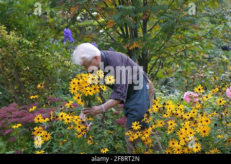 Giardiniere taglio fiori, Austria Foto Stock