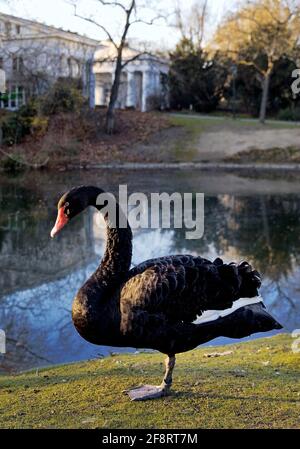 Cigno nero (Cygnus atratus), in piedi sulla riva del lago nel giardino di corte a Ratinger Tor , Germania, Nord Reno-Westfalia, basso Reno, Dusseldorf Foto Stock