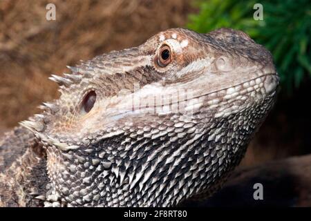 Drago centrale (Pogona vitticeps), ritratto, vista laterale Foto Stock