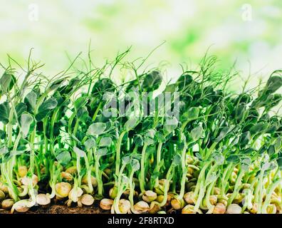 primo piano su micrograni di piselli germogliati su uno sfondo di verde Foto Stock