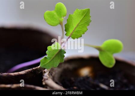 Foglie di una giovane pianta di cavolo da vicino Foto Stock