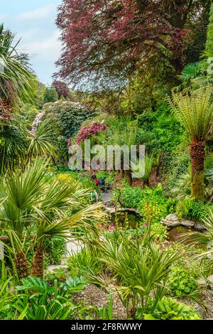Giardino d'acqua subtropicale al centro di Trebah Garden, Cornovaglia, Inghilterra, Regno Unito Foto Stock