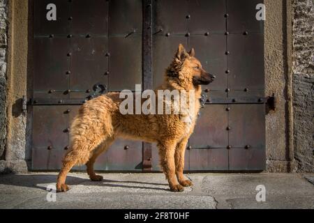 Vecchio cane da pastore tedesco (Kuhhund) che si trova nella città di Weitra, in Austria. Fotografia di cane urbano Foto Stock