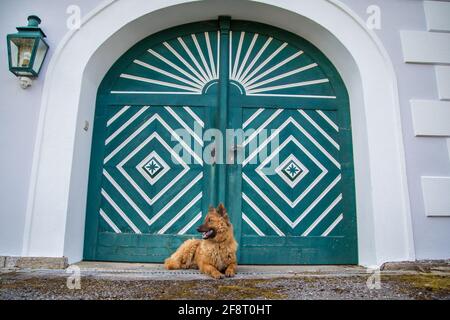 Vecchio cane da pastore tedesco (Kuhhund) che si trova nella città di Weitra, in Austria. Fotografia di cane urbano Foto Stock