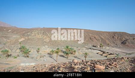 Data palme che crescono in un isolato di piccole oasi a secco arido deserto roccioso valley Foto Stock