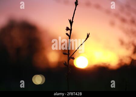 Piccolo albero di pesca di fronte al tramonto Foto Stock