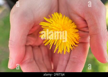 Primo piano di un fiore giallo di dente di leone sulle mani femminili Foto Stock