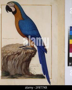 COD. Min. 52, vol. 1, vol. 37R: Collezione di uccelli del Parco reale di Versailles Parco: Pappagallo (Macaw) pagina intera: Studio animale (Pappagallo, 'Psittacus Cyanocrocaeus Aldr. Raven India, o Arras blu'). Tempera su pergamena, Parigi, 3 ° quartiere del 17 ° secolo Foto Stock