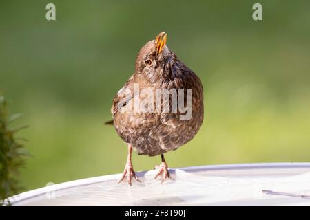 Donna Blackbird su bagno di uccello (Turdus merula) Foto Stock