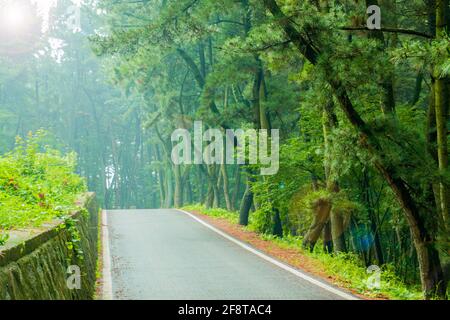 Una passeggiata in una foresta densa. Foto Stock