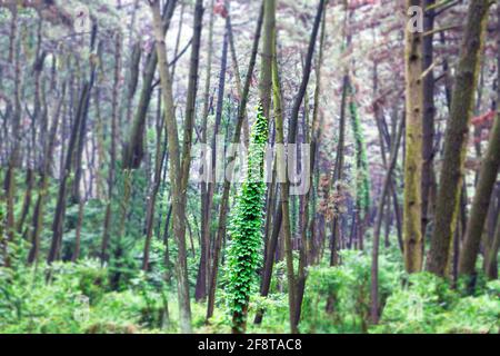 Un albero di vite in una foresta densa. Foto Stock