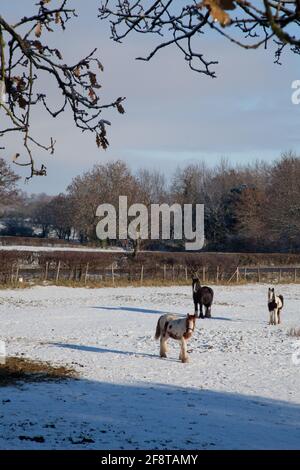 cavalli incorniciati da albero ramo in una gelata nevosa campo soleggiato Foto Stock