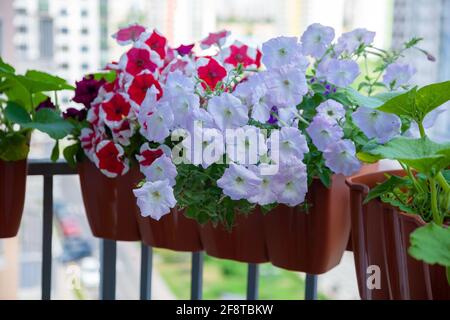 Petunia in una pentola sul balcone. Petunia rossa, bianca rosa in un vaso sulla ringhiera del balcone. Impianto stradale. Foto Stock