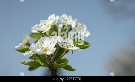 Albero di pera fiorito di primavera contro il cielo blu in giardino Foto Stock