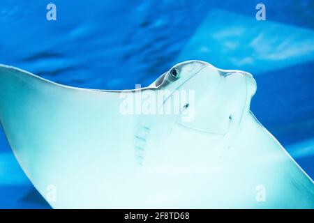 Stingray nuota in acqua, vista ravvicinata del sorriso muso Foto Stock