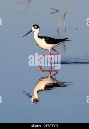 Uno Stilt a collo nero (Himantopus mexicanus) con riflessione in acqua. Sheldon Lake state Park, Houston, Texas, Stati Uniti. Foto Stock