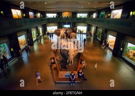 Diorami e visualizza a Akeley Hall di mammiferi africani nel Museo Americano di Storia Naturale situato in New York City. Foto Stock