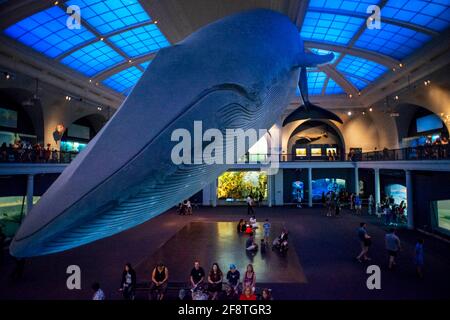 Mostra di balene blu nella Hall of Ocean Life nel Museo Americano di Storia Naturale situato a New York City. Foto Stock