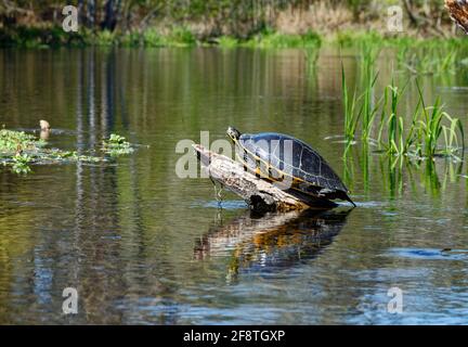 tartaruga, sole su tronchi, fauna marina, acqua, animale, Rettile senza denti, natura, Testudines, Ichetucknee Springs state Park, Florida, Fort White, Florida Foto Stock