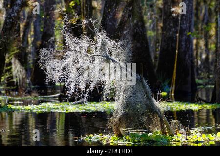 Muschio spagnolo retroilluminato, incandescente, piume, primo piano, epifite, Natura, lattuga d'acqua verde, Tillandsia usneoides, Ichetucknee Springs state Park, florid Foto Stock
