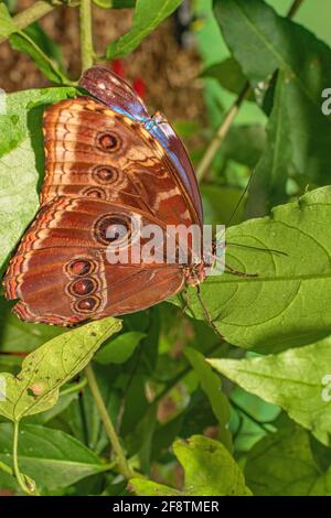 Foresta Giant Owl Butterfly poggiato su una foglia Foto Stock