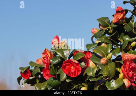 Fiori rossi di camelia japonica su un cespuglio che fiorisce in primavera con cielo blu sullo sfondo Foto Stock