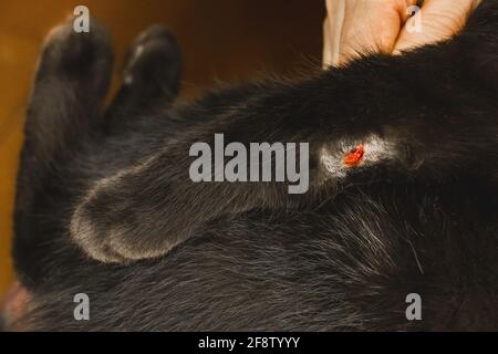 Ferita sulla zampa di un gatto nero, primo piano, messa a fuoco morbida. Foto Stock