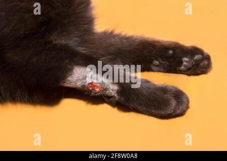 Una ferita sulla zampa di un gatto nero su uno sfondo arancione chiaro, primo piano. Foto Stock