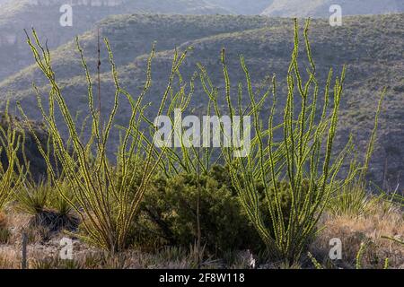 Ocotillo, Fouquieria splendens, lungo Walnut Canyon Desert Drive nel Parco Nazionale delle Caverns di Carlsbad, New Mexico, Stati Uniti Foto Stock