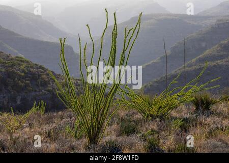 Ocotillo, Fouquieria splendens, lungo Walnut Canyon Desert Drive nel Parco Nazionale delle Caverns di Carlsbad, New Mexico, Stati Uniti Foto Stock