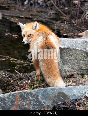 Vista posteriore ravvicinata di Red Fox guardando la fotocamera nella stagione primaverile con sfondo sfocato nel suo ambiente e habitat con coda boscata. Immagine FOX Foto Stock