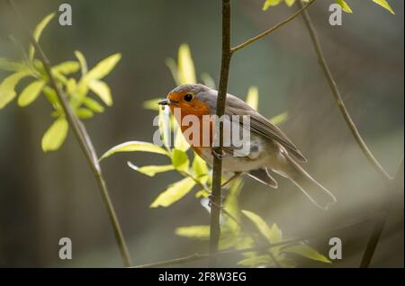 Una rapina europea (Erithacus rubecula) con cibo in becco in una foresta, in Spagna. Foto Stock