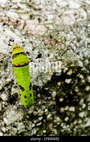 Farfalla a coda di rondine Larva sulla parete Foto Stock