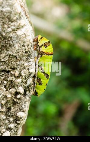 Farfalla a coda di rondine Larva Foto Stock