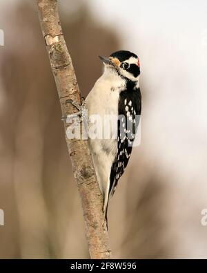 Woodpecker primo piano profilo vista arrampicata ramo albero e mostra piumaggio piume nel suo ambiente e habitat nella foresta. Foto Stock